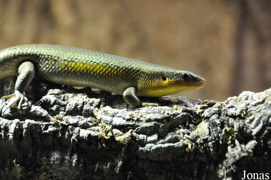 Eutropis macularia
