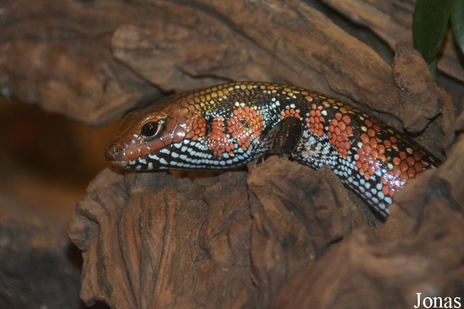 Lepidothyris fernandi