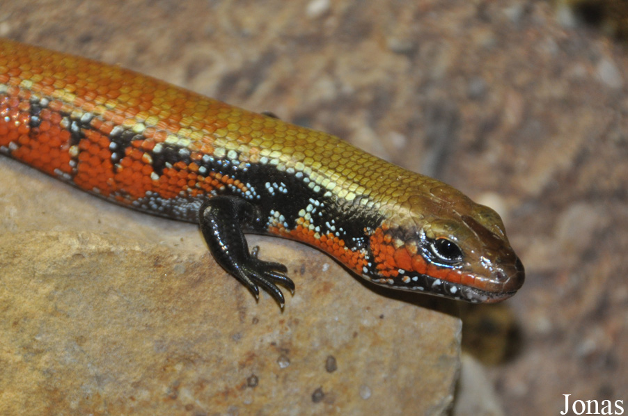 Lepidothyris fernandi