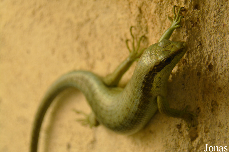 Trachylepis affinis
