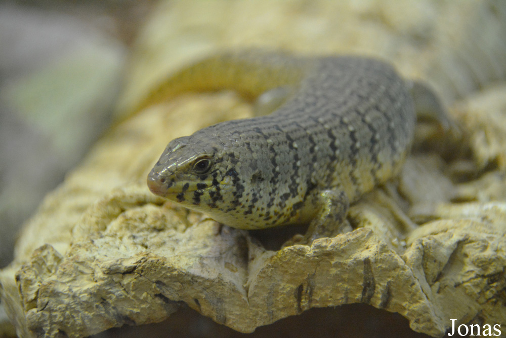 Trachylepis dichroma