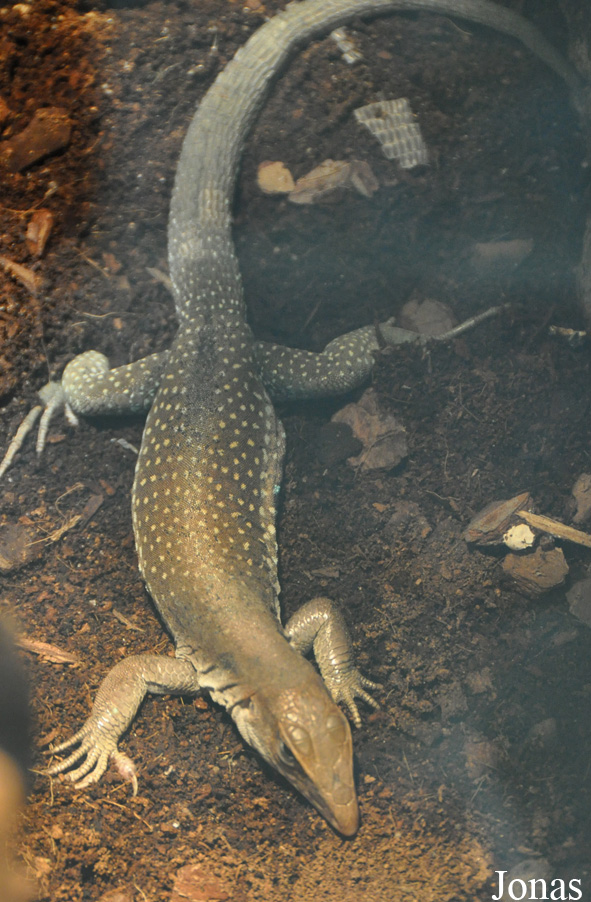 Ameiva ameiva