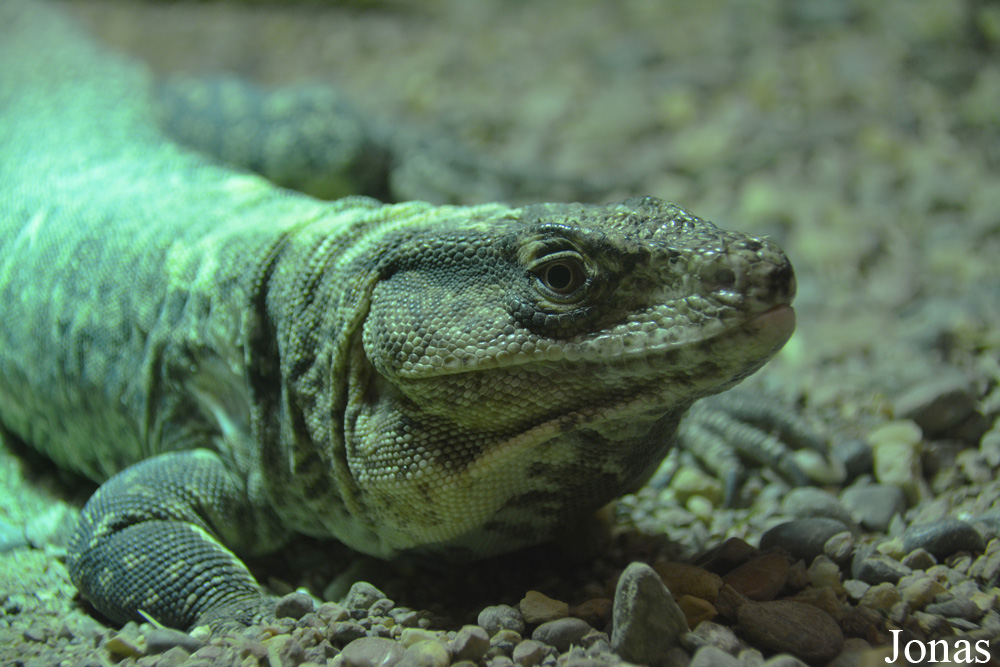 Callopistes flavipunctatus