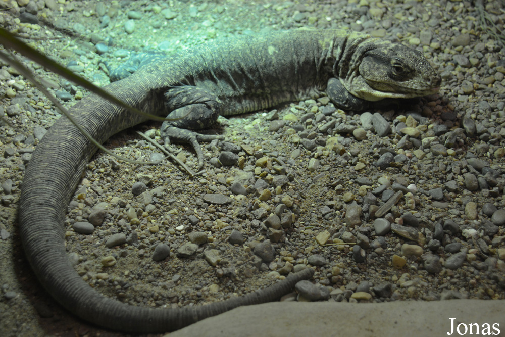 Callopistes flavipunctatus