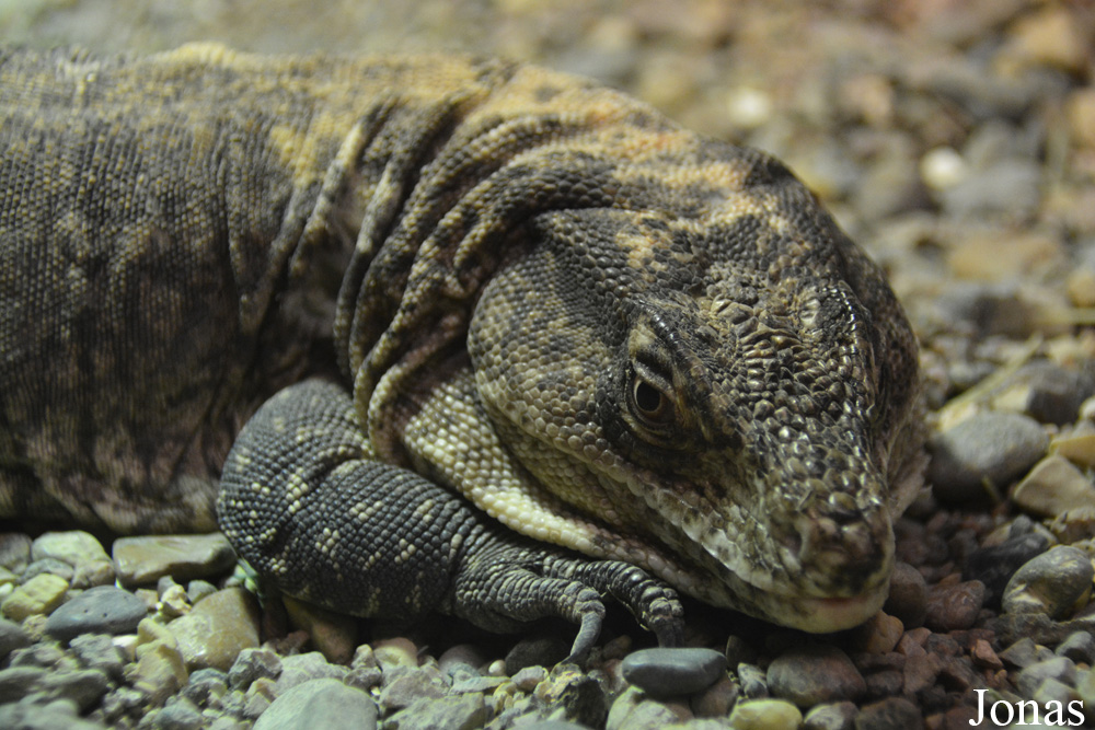 Callopistes flavipunctatus