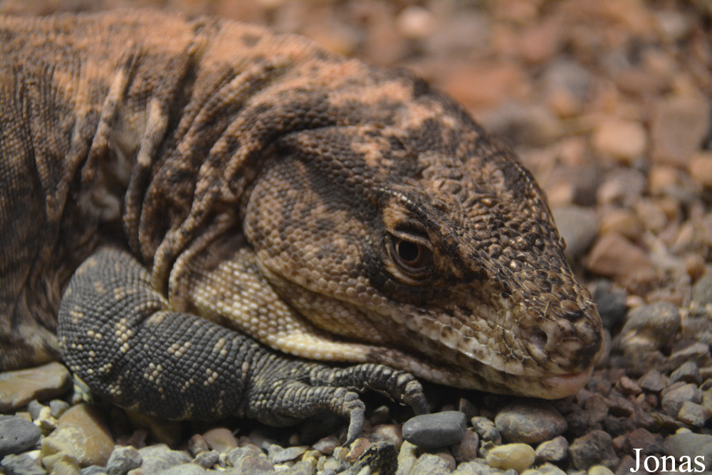 Callopistes flavipunctatus