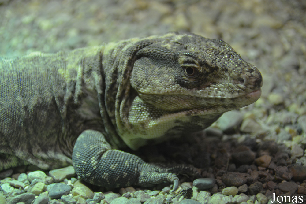 Callopistes flavipunctatus