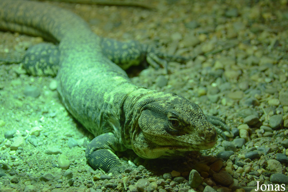 Callopistes flavipunctatus