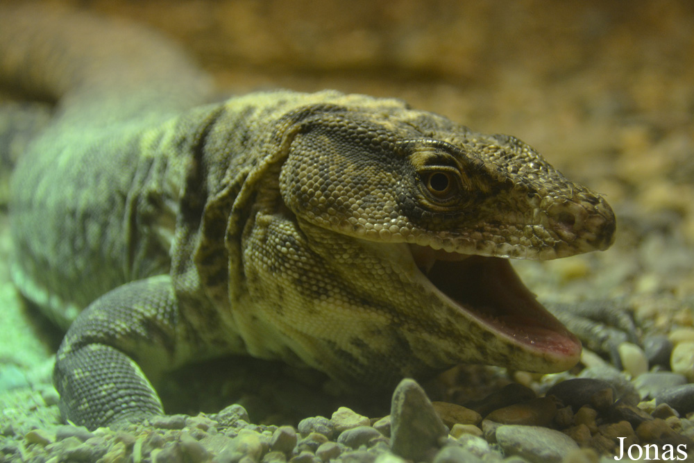 Callopistes flavipunctatus