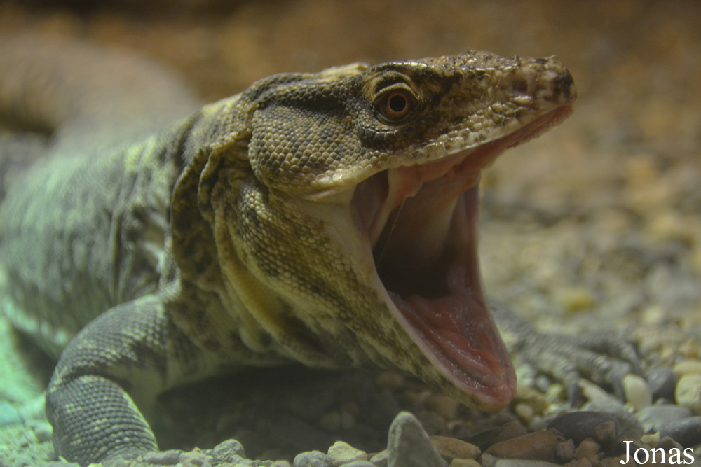 Callopistes flavipunctatus