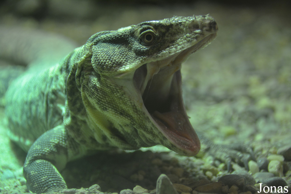Callopistes flavipunctatus