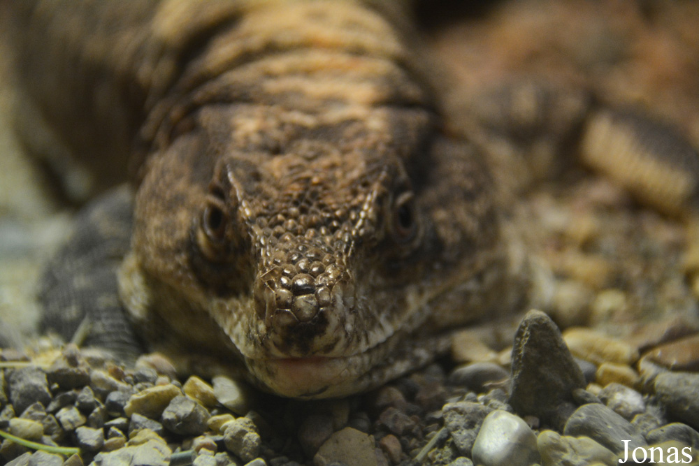 Callopistes flavipunctatus