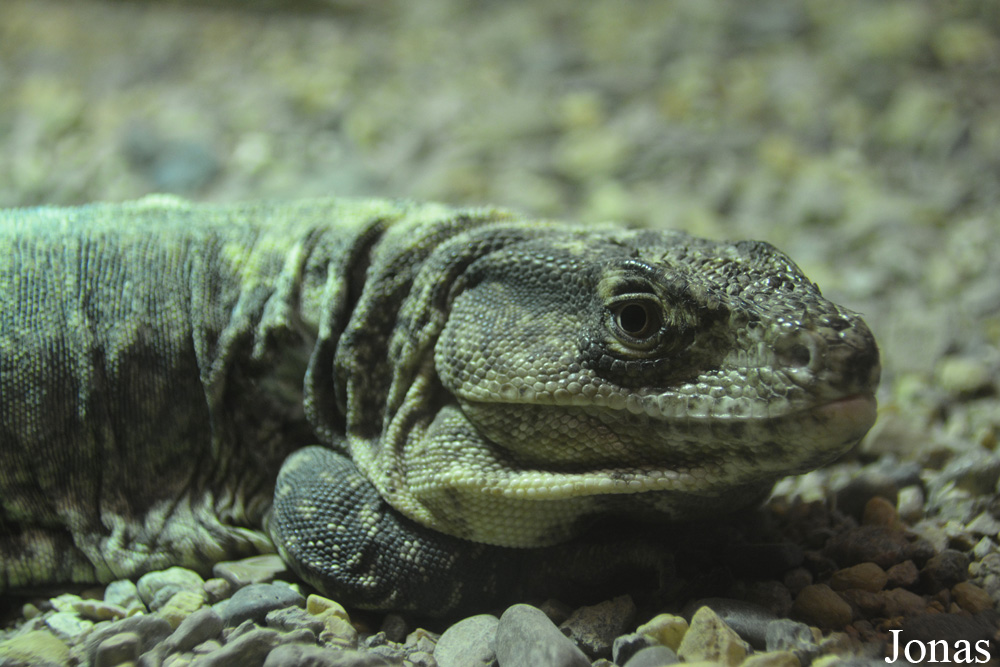 Callopistes flavipunctatus