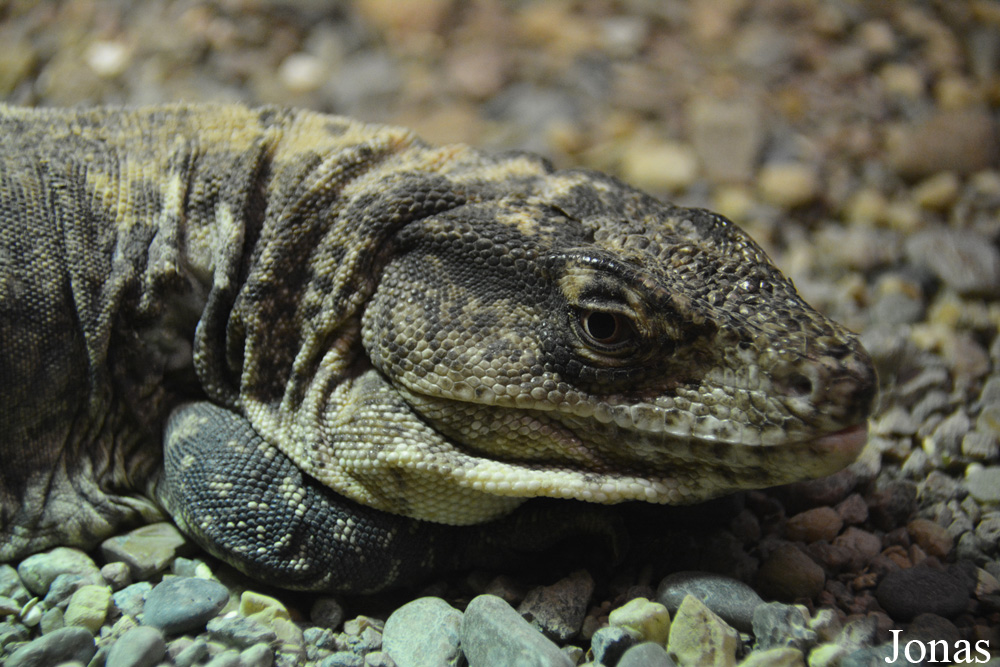 Callopistes flavipunctatus