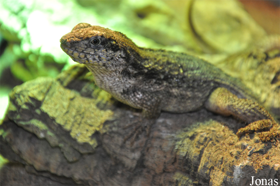 Leiocephalus carinatus