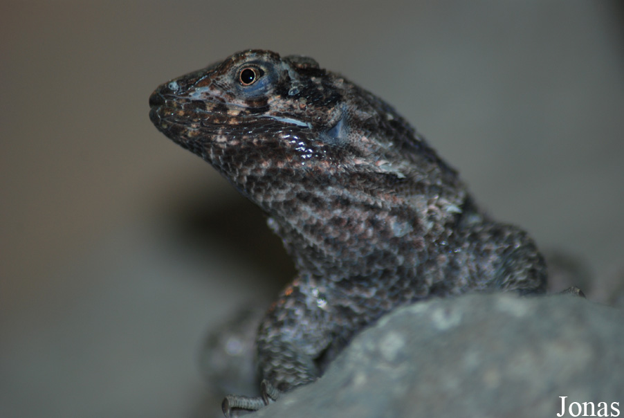 Leiocephalus carinatus