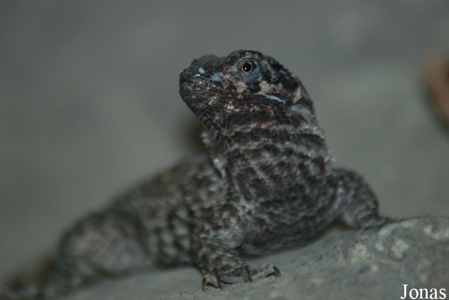 Leiocephalus carinatus