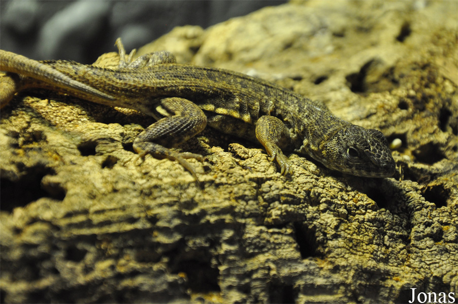 Leiocephalus schreibersii