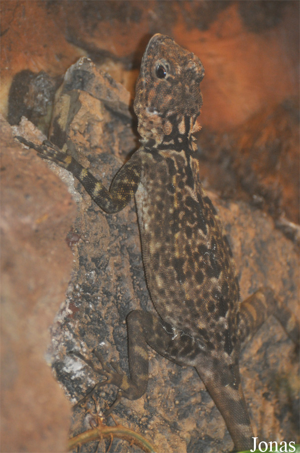 Tropidurus plica