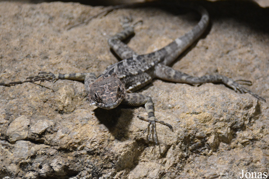 Tropidurus plica