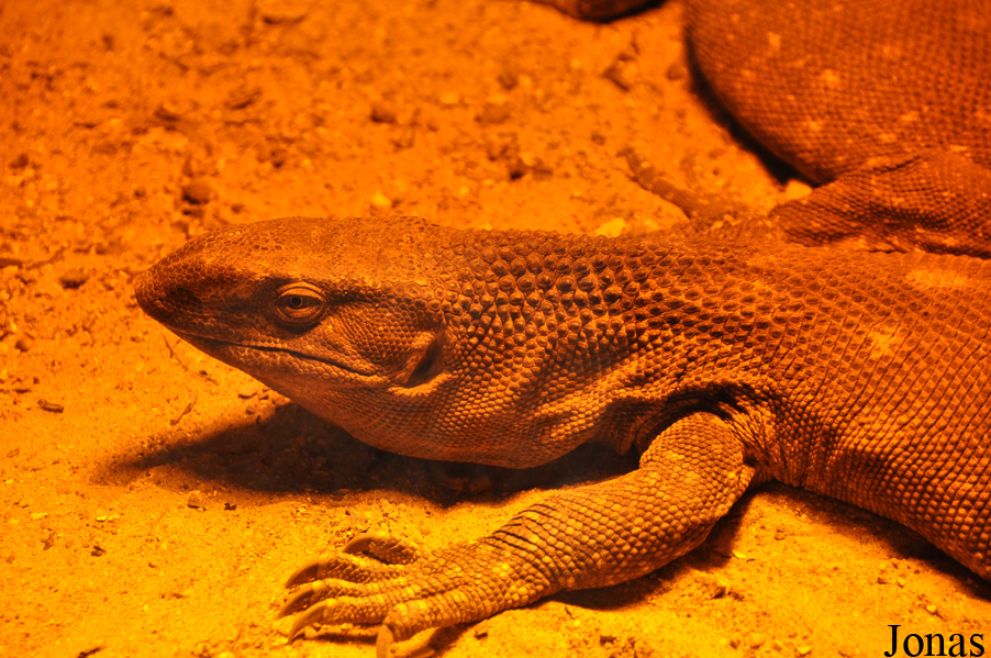 Varanus albigularis ionidesi