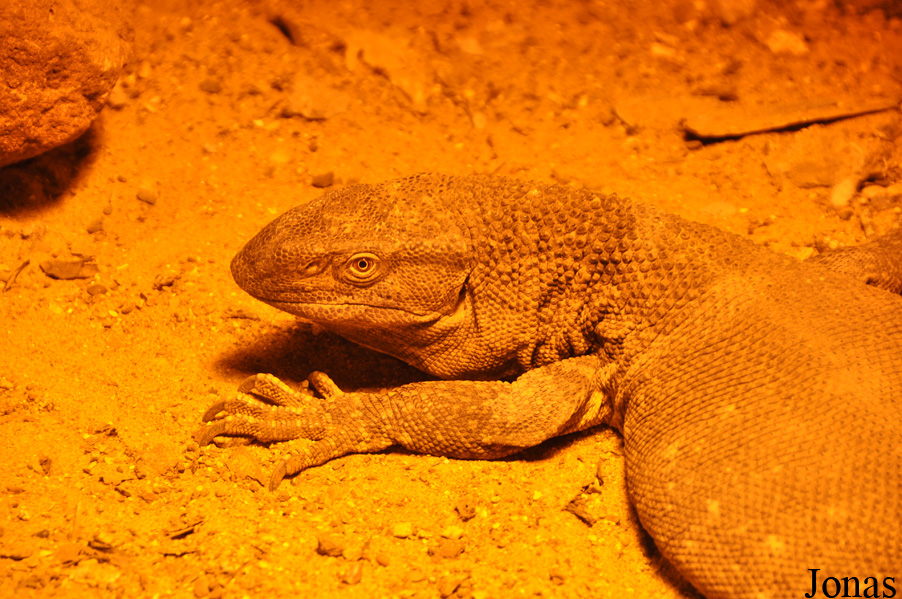 Varanus albigularis ionidesi