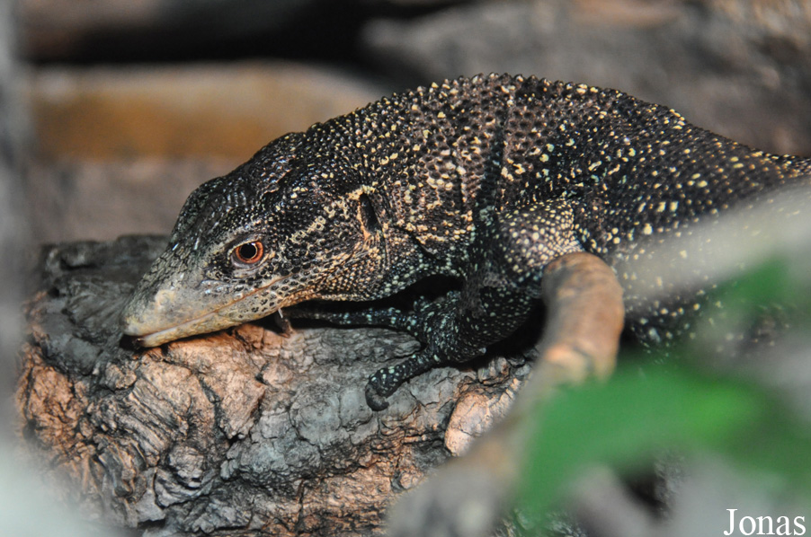 Varanus boehmei