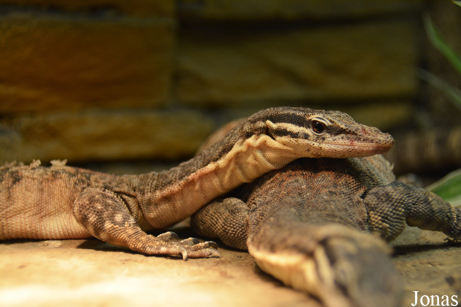 Varanus glauerti