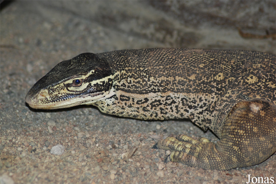 Varanus gouldii horni