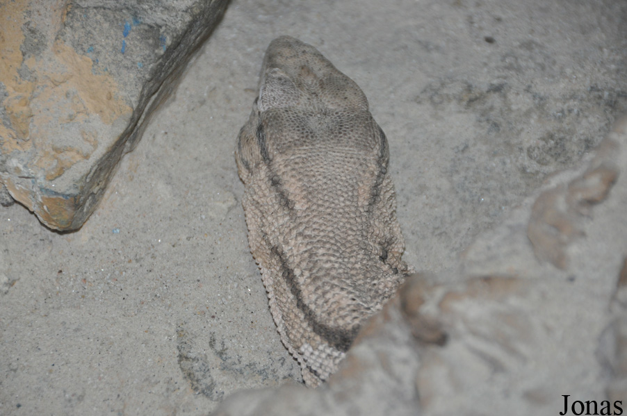 Varanus griseus griseus