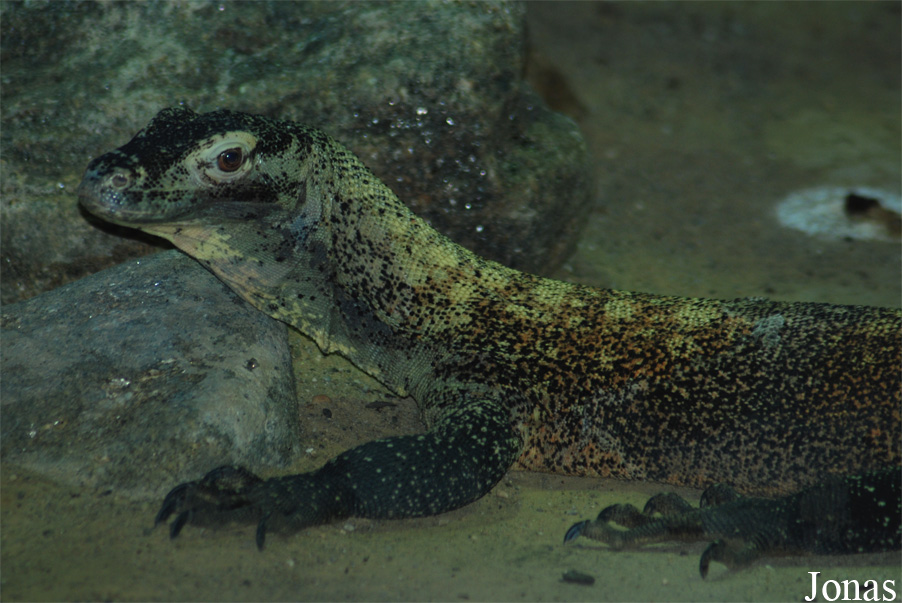 Varanus komodoensis