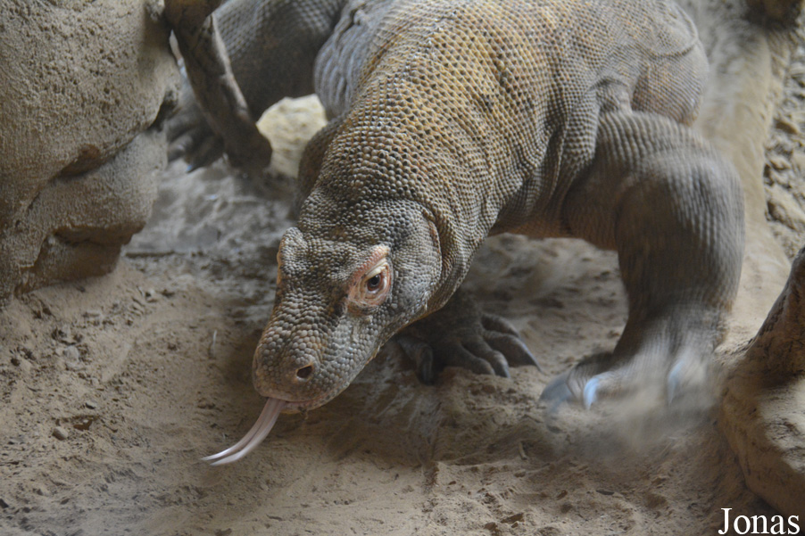 Varanus komodoensis