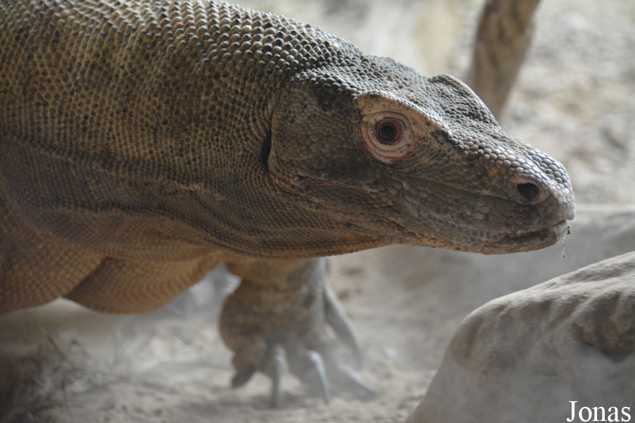 Varanus komodoensis