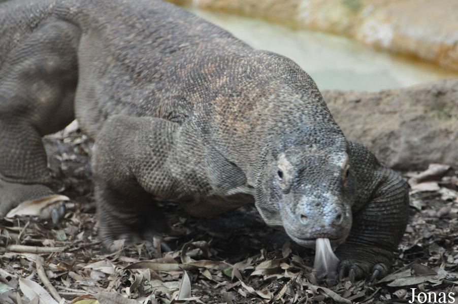 Varanus komodoensis