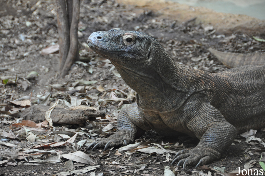 Varanus komodoensis