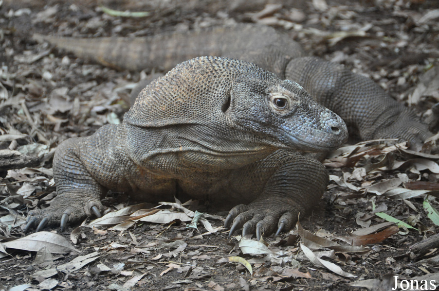 Varanus komodoensis