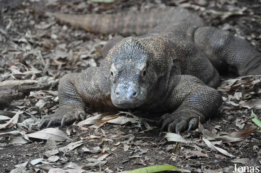 Varanus komodoensis
