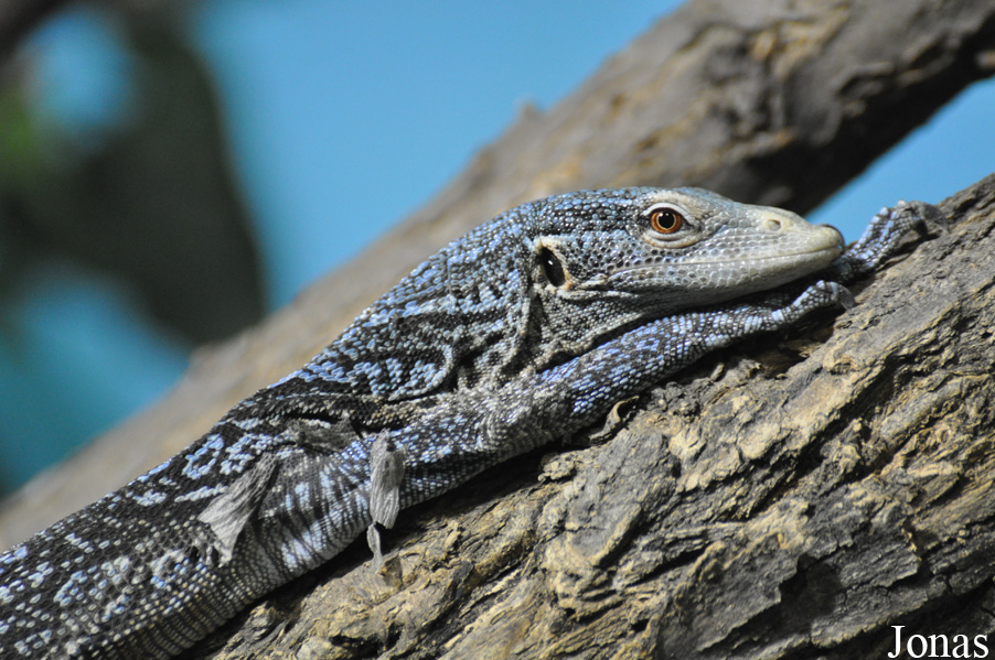 Varanus macraei