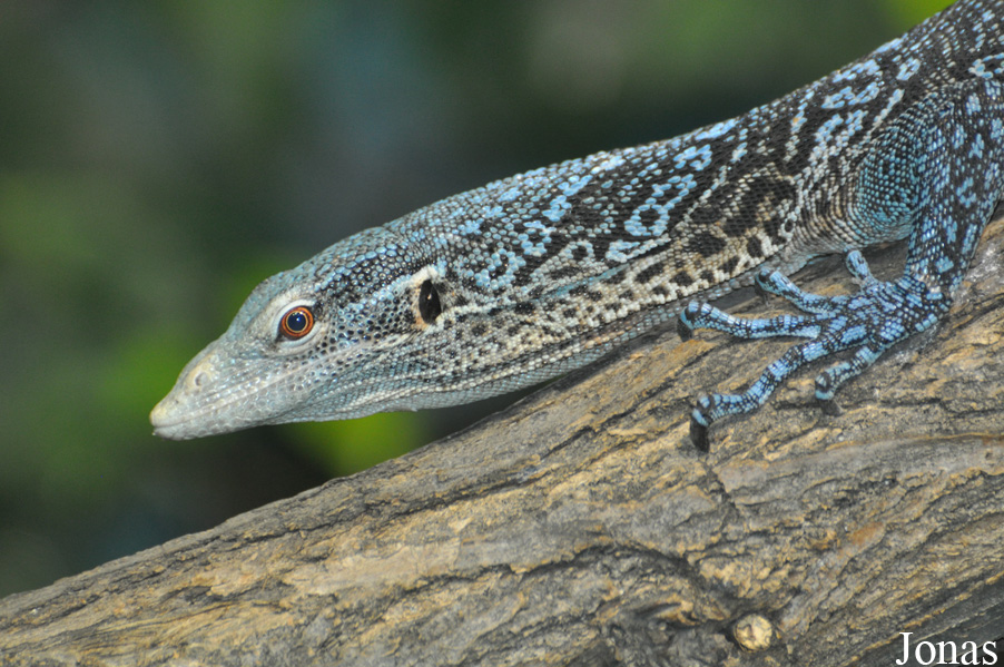 Varanus macraei