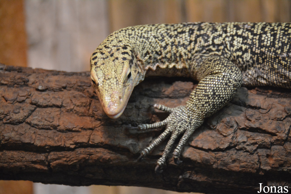 Varanus melinus