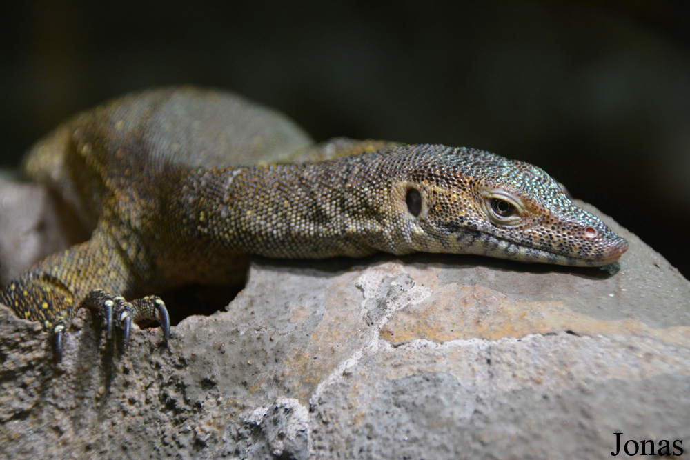 Varanus mertensi