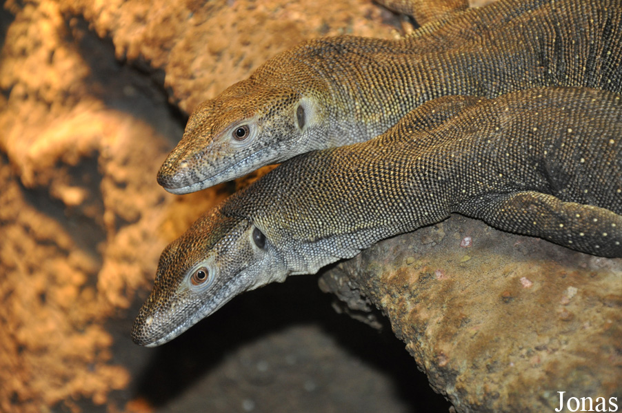 Varanus mertensi