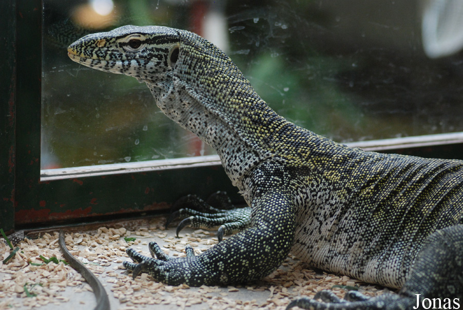 Varanus niloticus