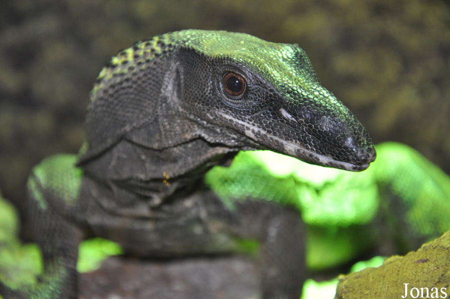 Varanus rudicollis