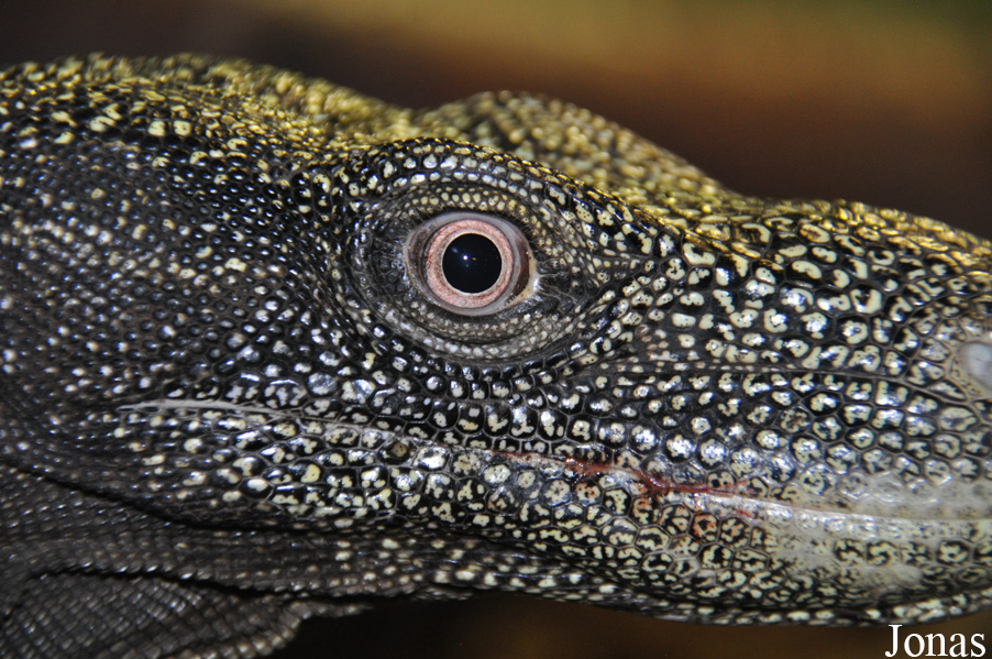 Varanus salvadorii