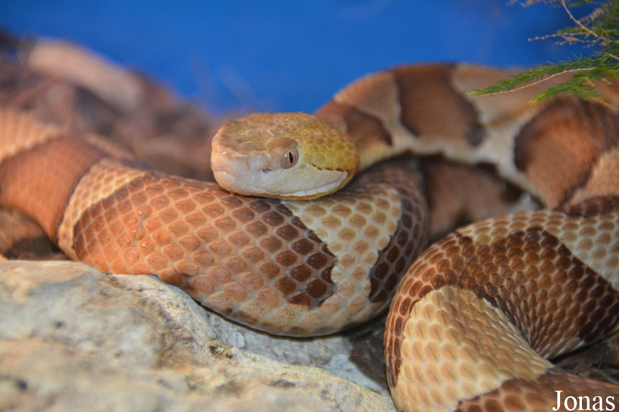 Agkistrodon contortrix