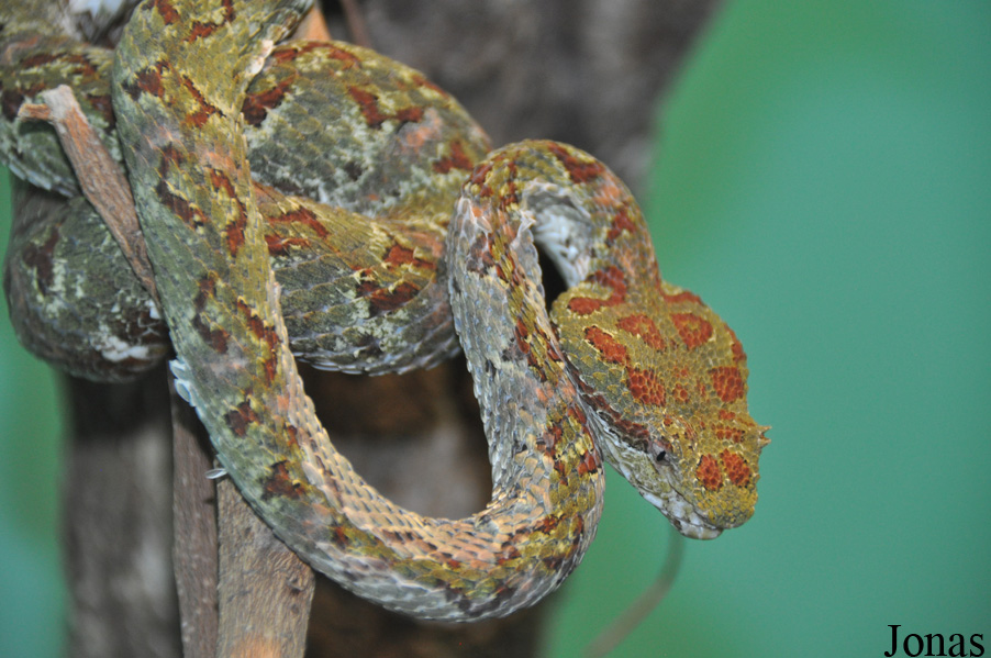 Bothriechis schlegelii
