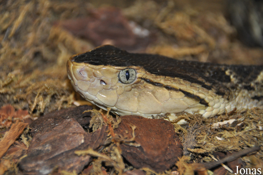 Bothrops asper