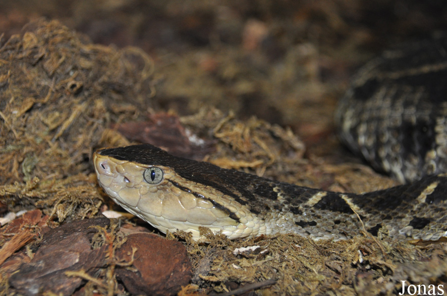 Bothrops asper