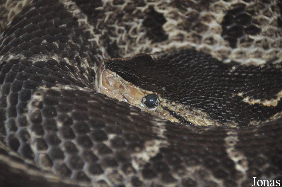 Bothrops asper
